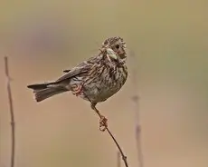 Bruant proyer