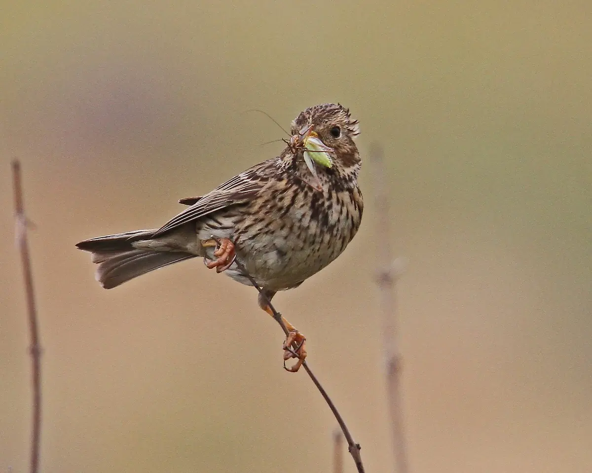 Bruant proyer