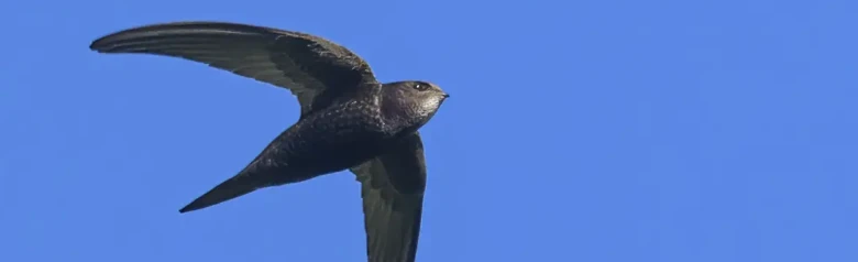 Martinet noir