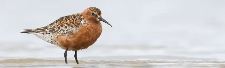 Bécasseau cocorli
