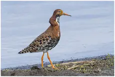 Combattant varié