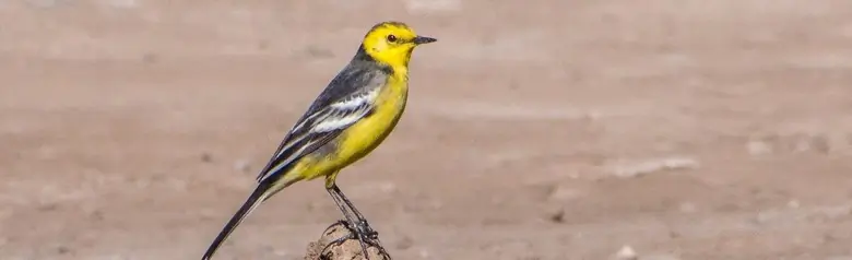 Bergeronnette citrine. Assis sur un tas de terre déterrée. Tête et dessous jaunes, pattes foncées.