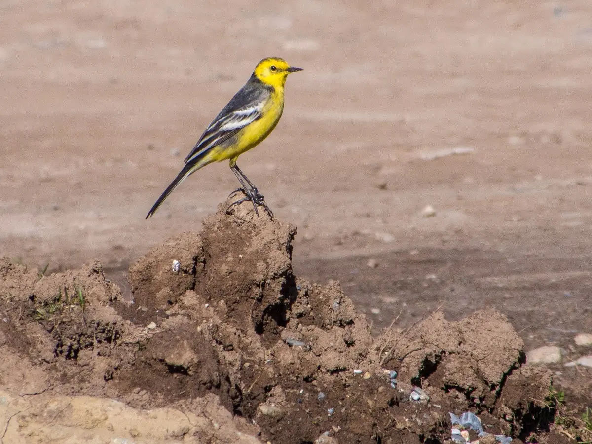 Bergeronnette citrine. Assis sur un tas de terre déterrée. Tête et dessous jaunes, pattes foncées.