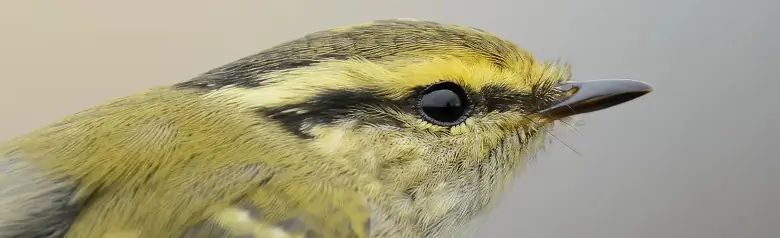 Pouillot de Pallas. Gros plan de la tête, où l'on peut voir la bande sourcilière forte et brillante, qui est jaune orangé devant l'œil.