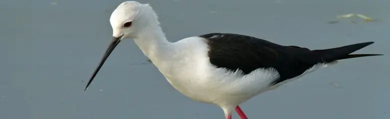 Échasse blanche