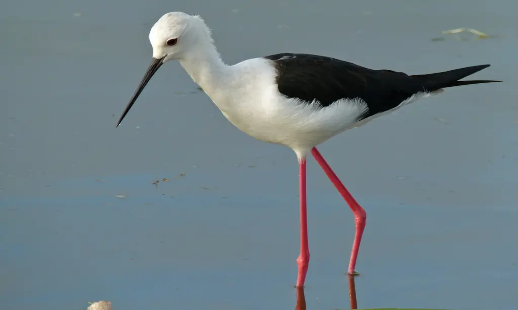 Échasse blanche