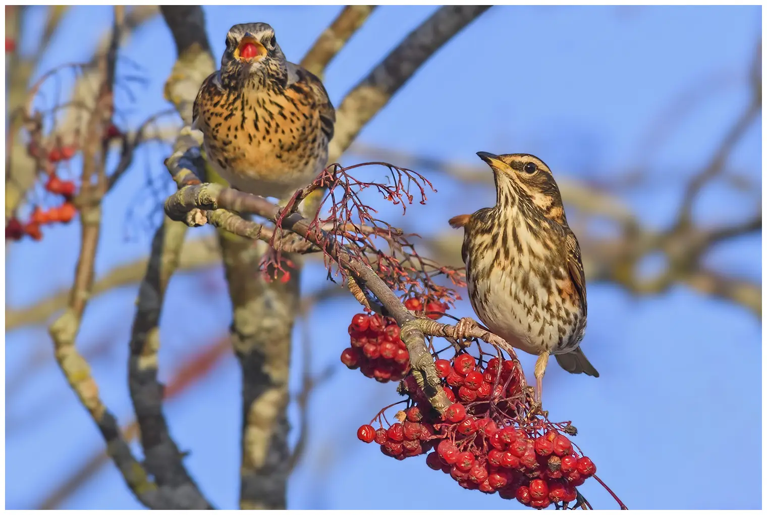 Grive mauvis