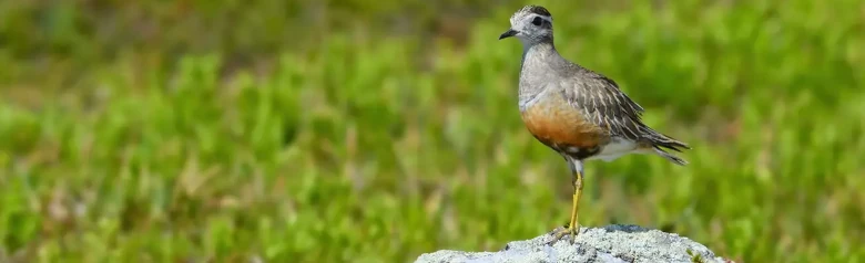 Pluvier guignard
