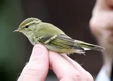 Pouillot à grands sourcils