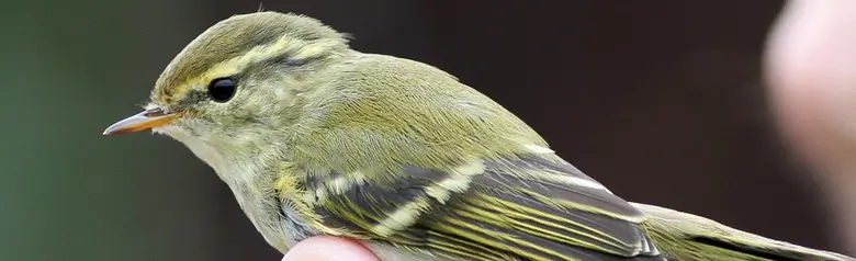 Pouillot à grands sourcils. Attrapé par un bagueur, et tenu entre deux doigts. Notez les deux bandes alaires jaunes.
