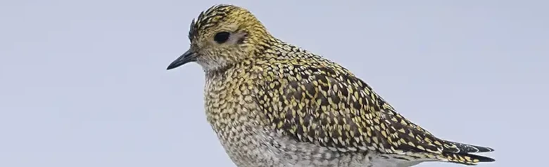 Pluvier doré