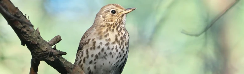Grive musicienne. Le dessous de l'oiseau est clair avec des taches sombres. Les taches sont triangulaires, comme des pointes de flèche.