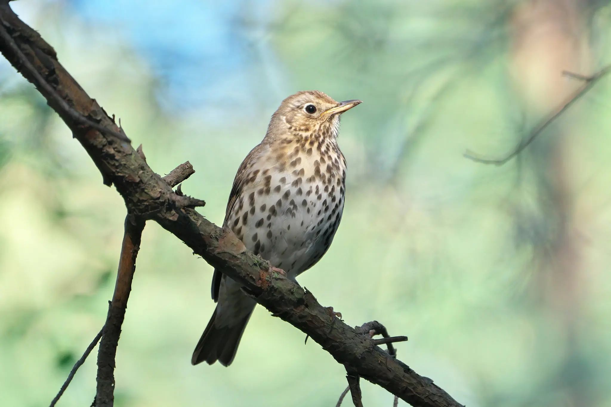 Grive musicienne. Le dessous de l'oiseau est clair avec des taches sombres. Les taches sont triangulaires, comme des pointes de flèche.