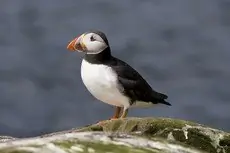 Macareux moine