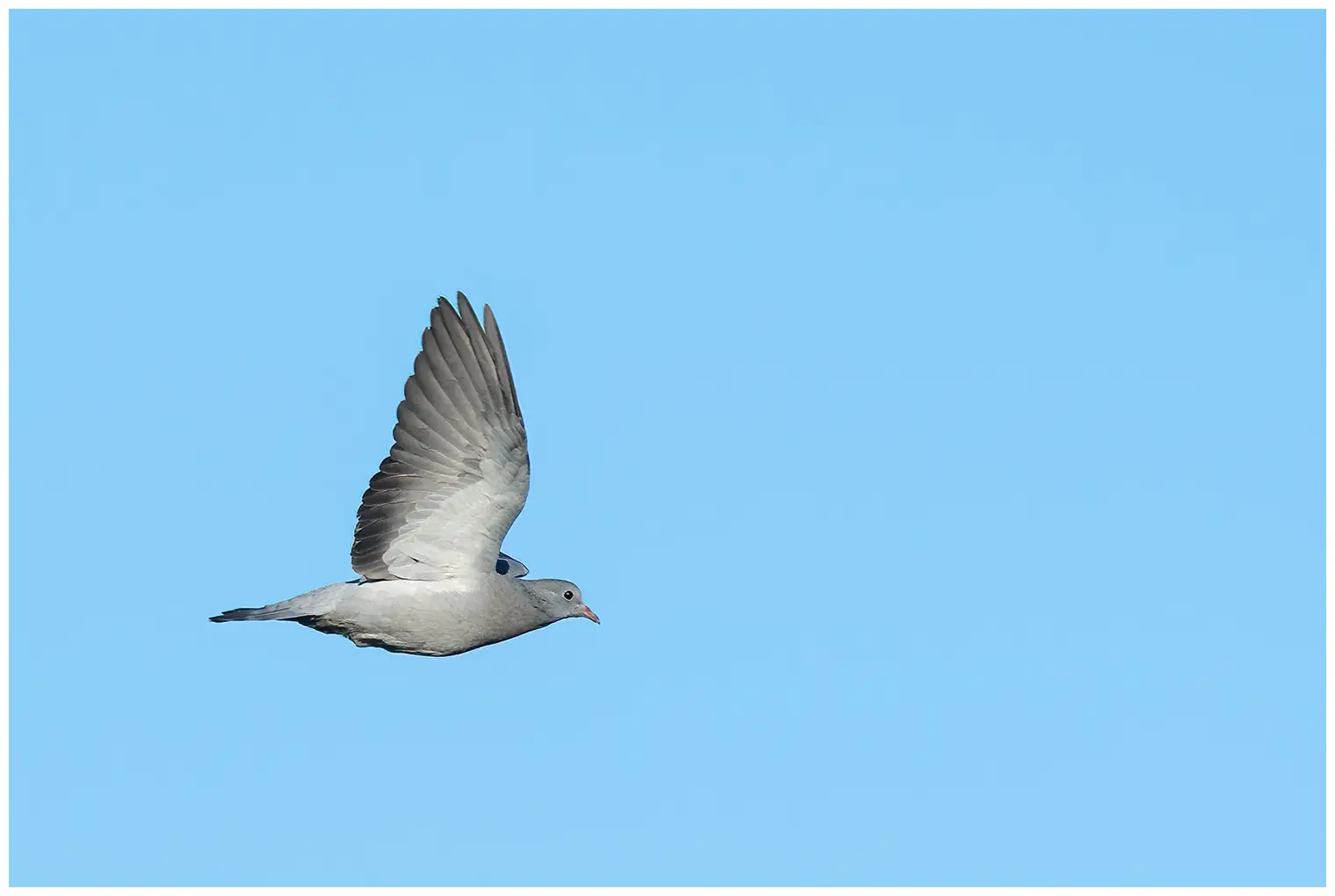 Pigeon colombin