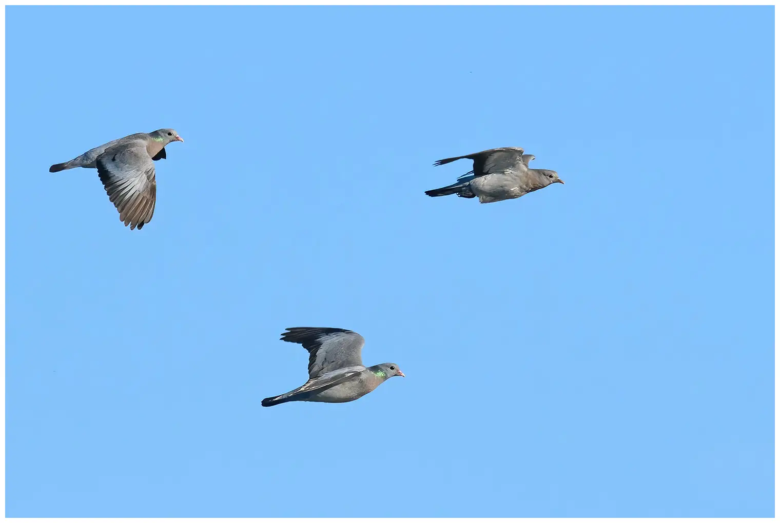 Pigeon colombin