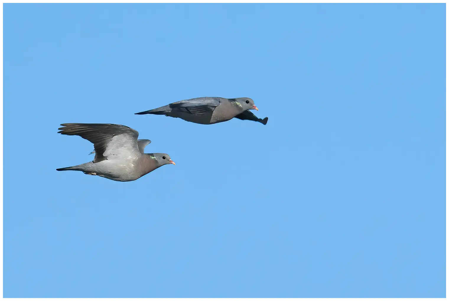 Pigeon colombin