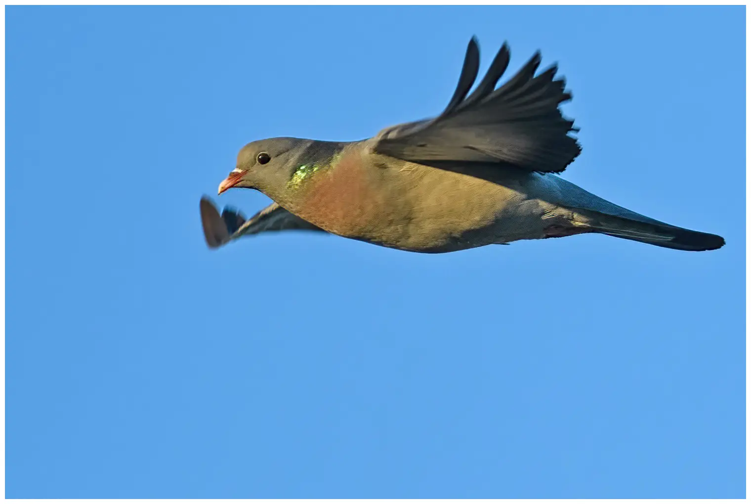 Pigeon colombin