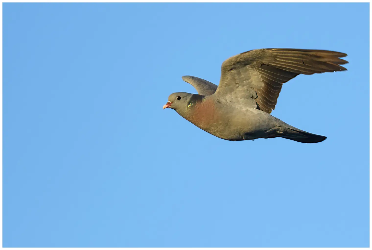 Pigeon colombin