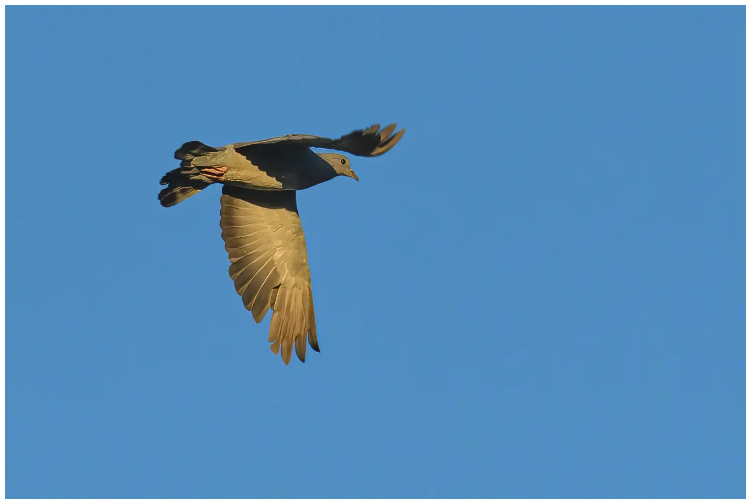 Pigeon colombin