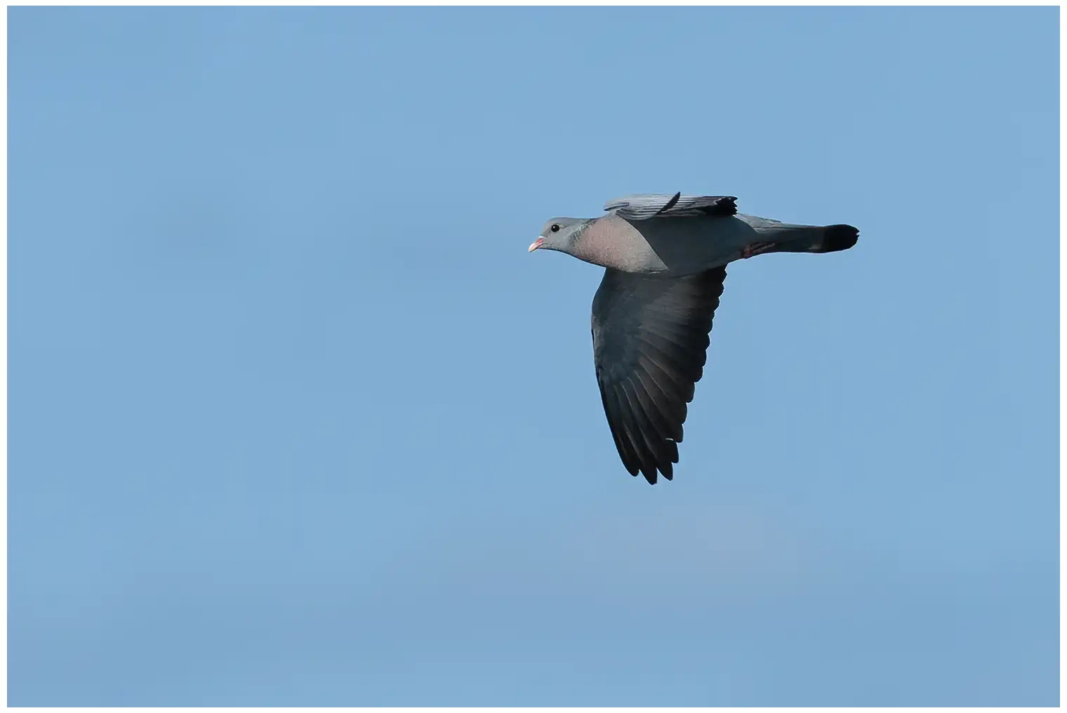Pigeon colombin