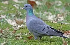 Pigeon colombin