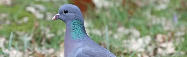 Pigeon colombin. Assis sur la pelouse, où il y a de la mousse et des feuilles d'automne tombées.