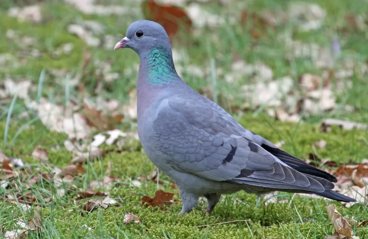 Pigeon colombin. Assis sur la pelouse, où il y a de la mousse et des feuilles d'automne tombées.