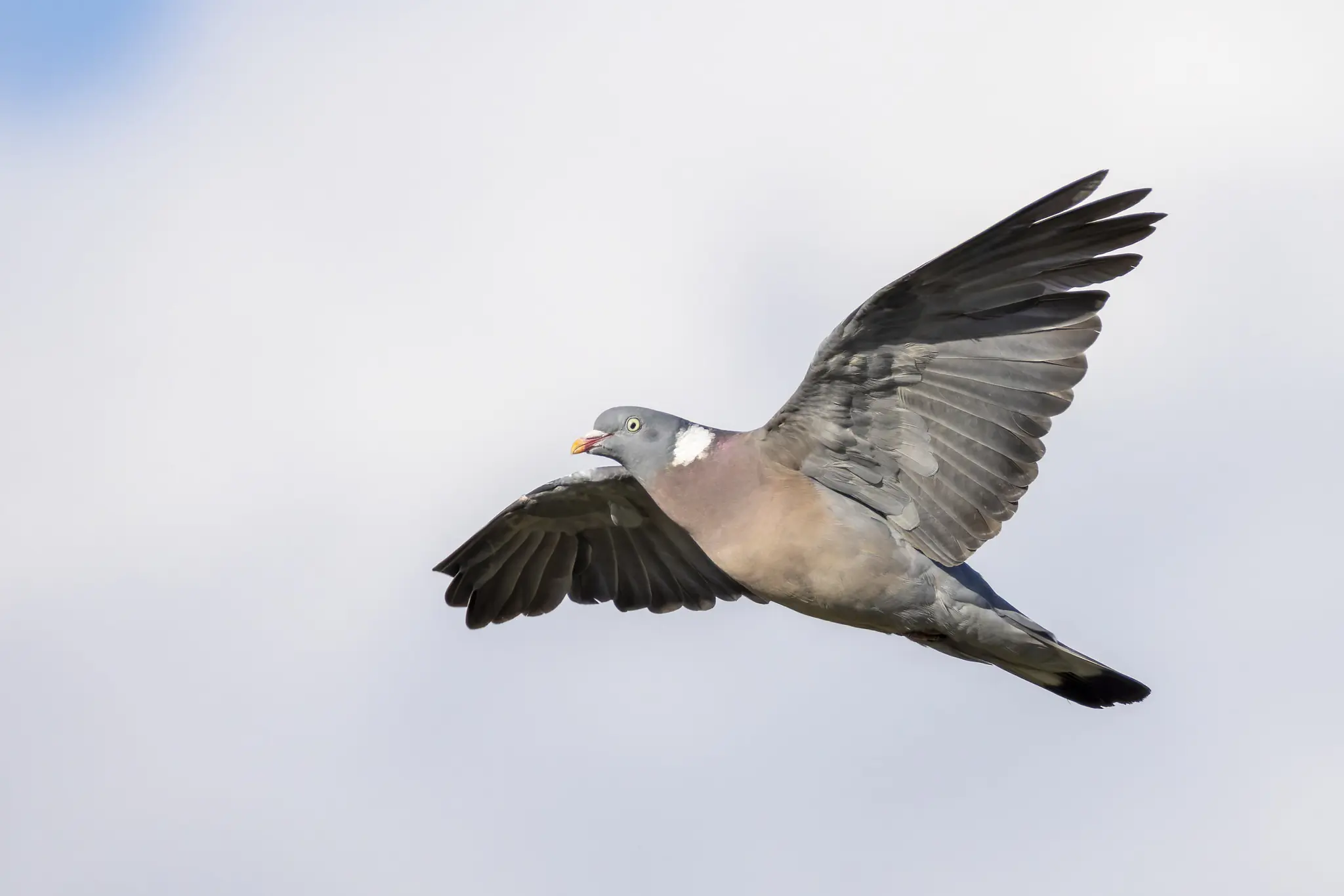 Pigeon ramier