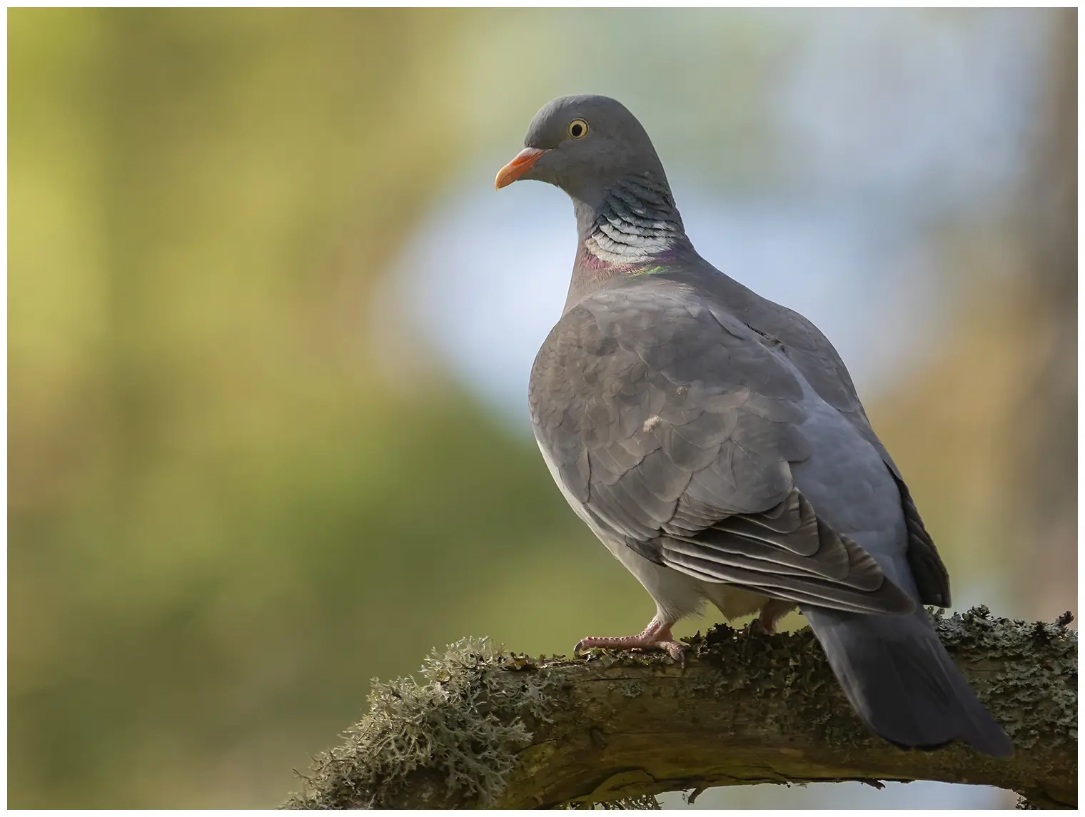 Pigeon ramier