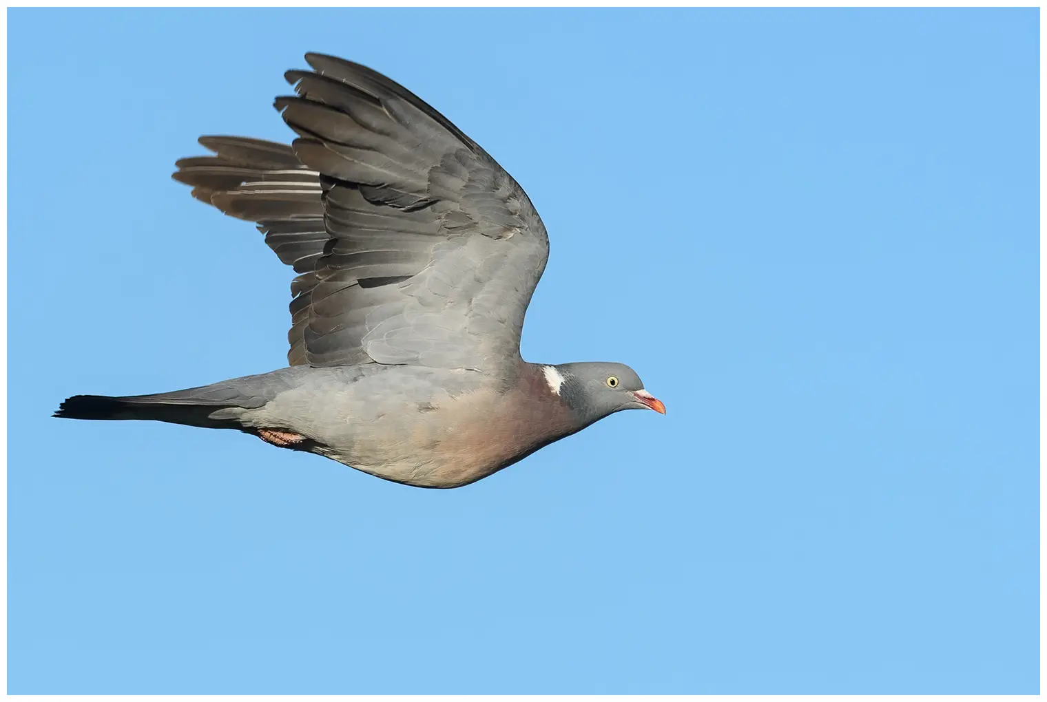 Pigeon ramier