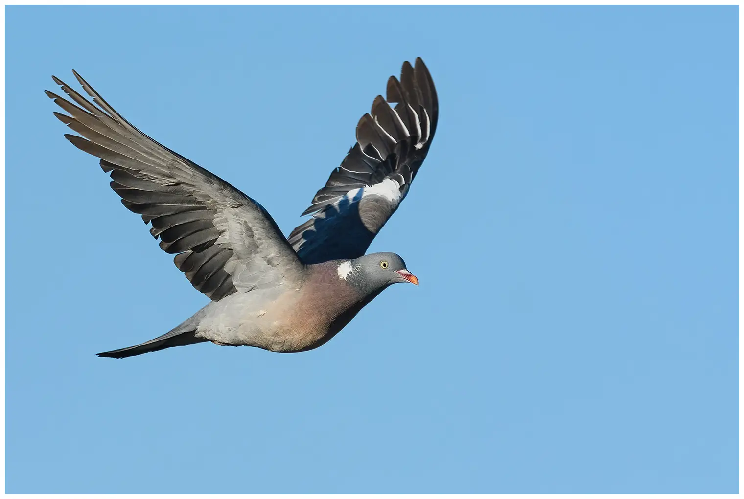 Pigeon ramier