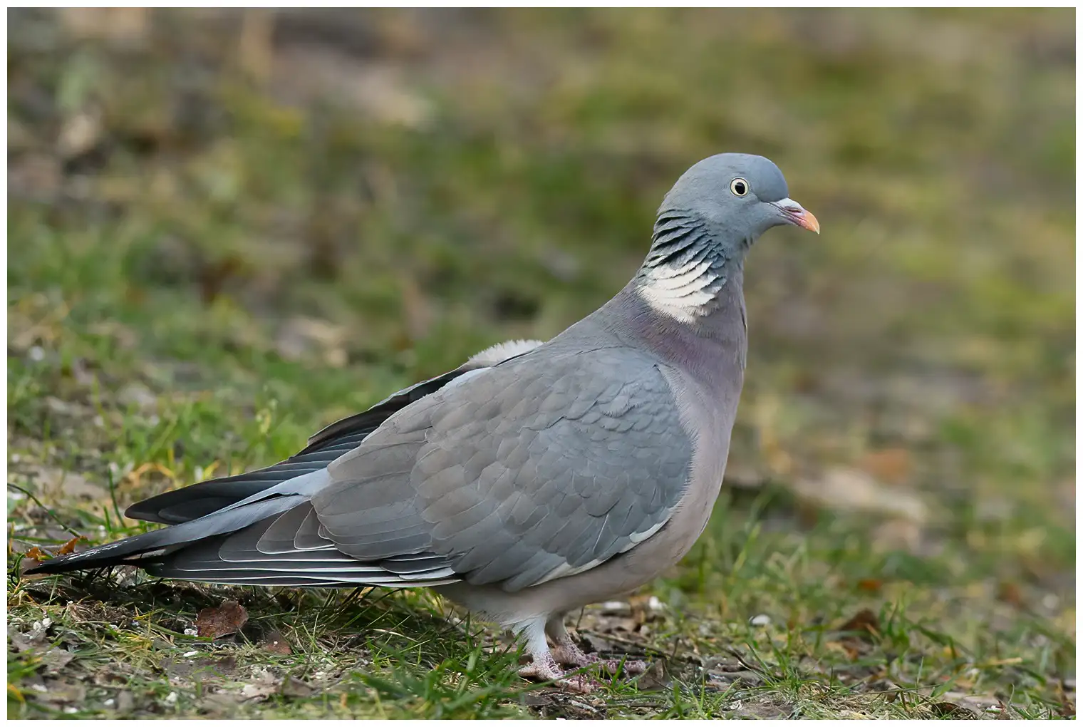 Pigeon ramier