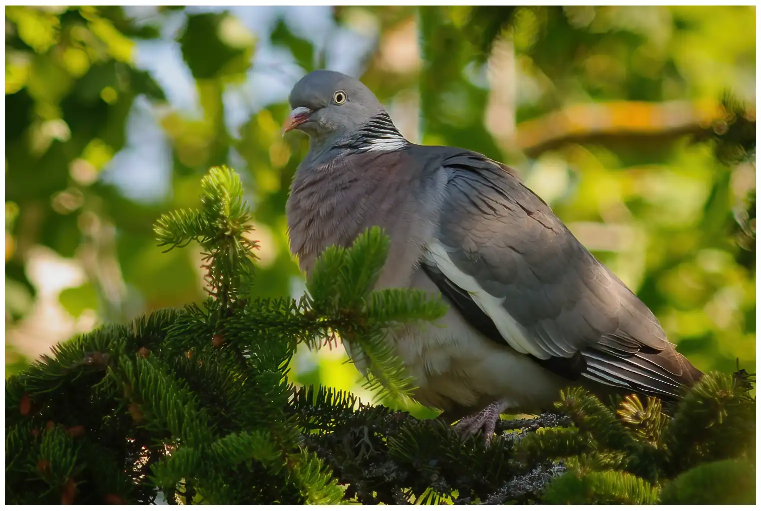 Pigeon ramier