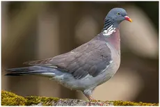 Pigeon ramier