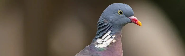 Pigeon ramier. Vu ici sur une branche. Grand pigeon aux couleurs bleu-gris avec des marques blanches sur les ailes et le cou.