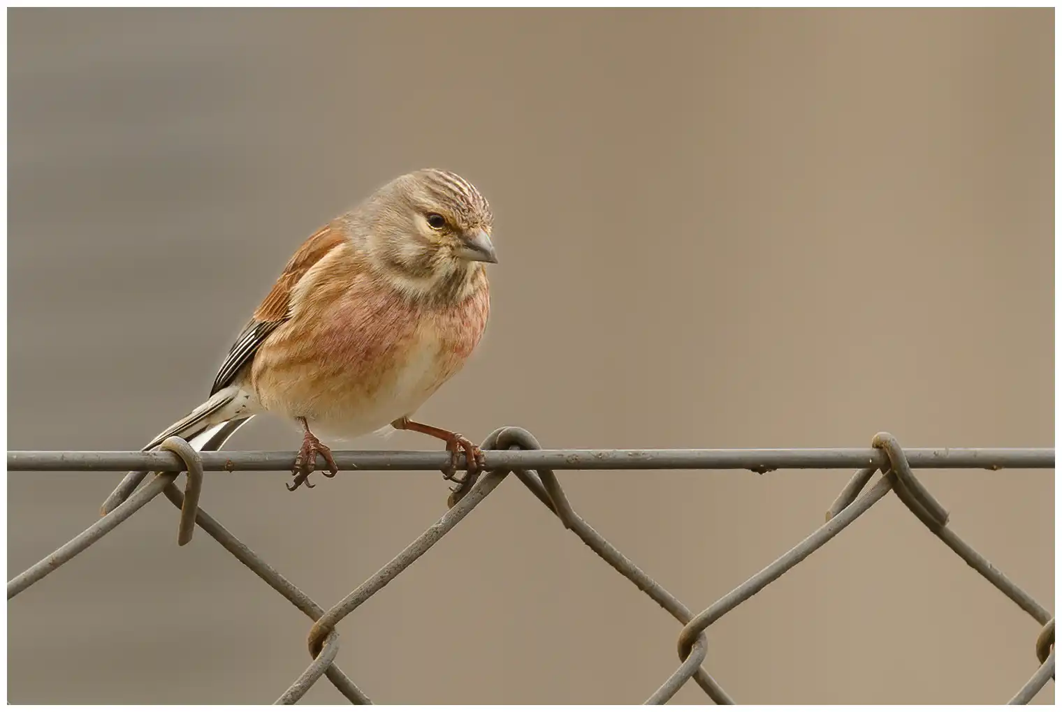 Linotte mélodieuse
