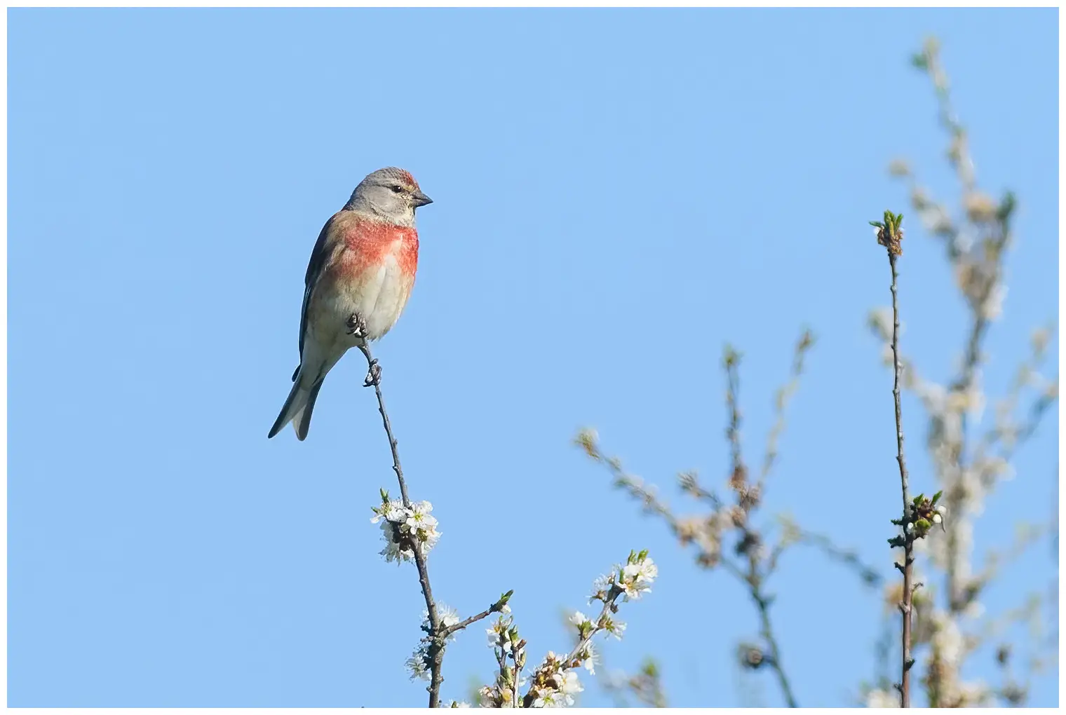 Linotte mélodieuse