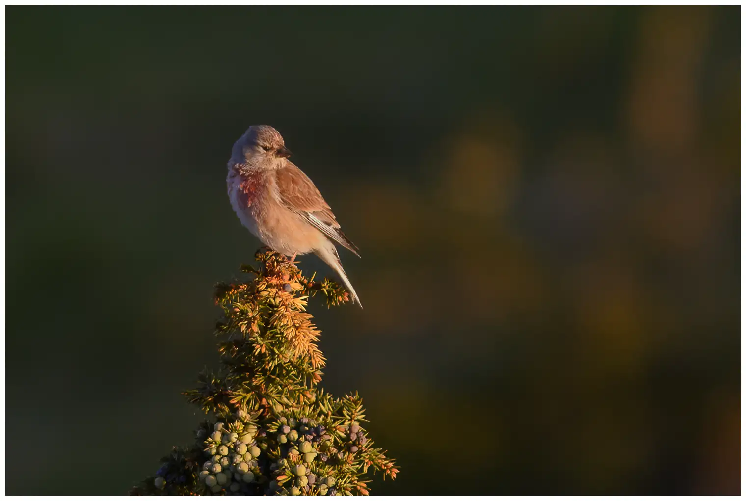 Linotte mélodieuse