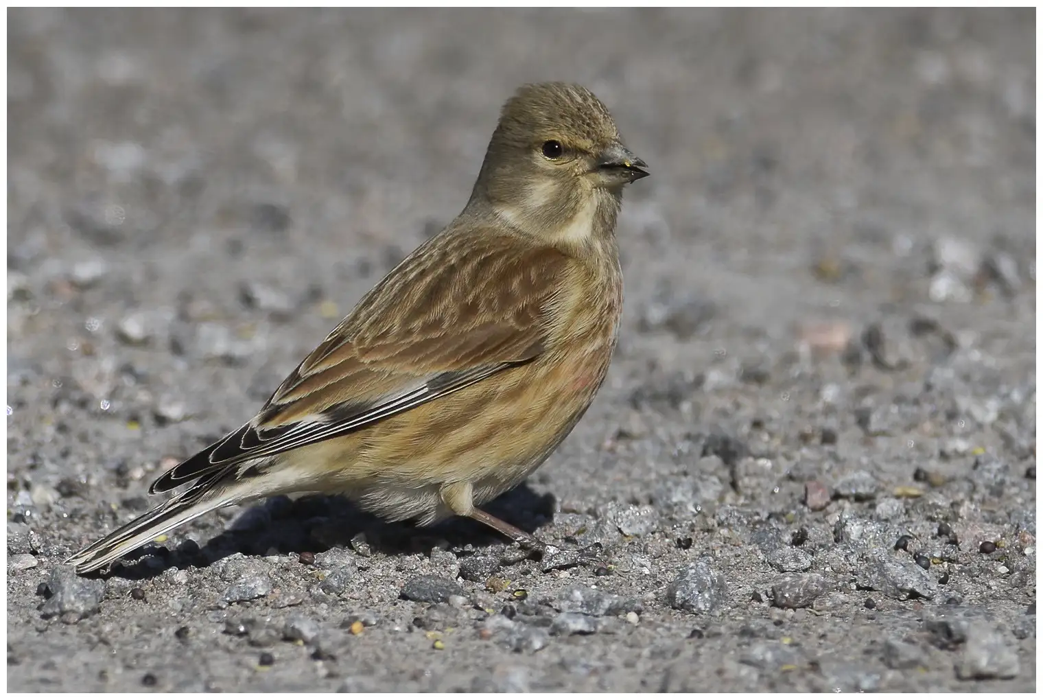 Linotte mélodieuse