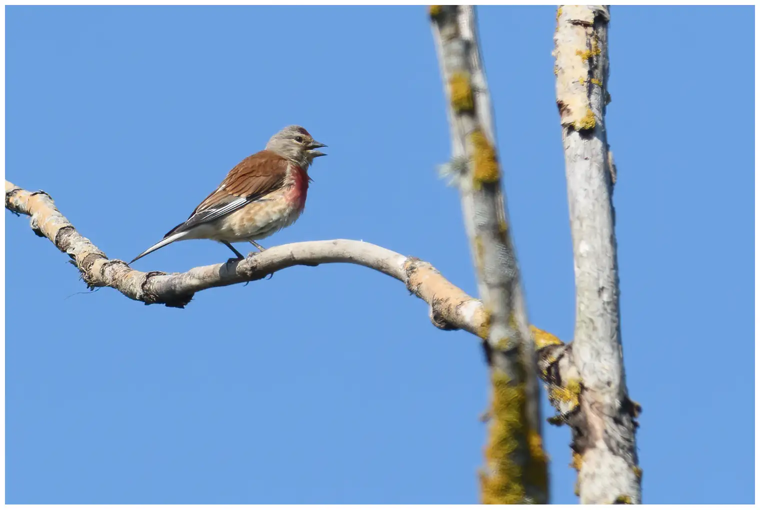Linotte mélodieuse