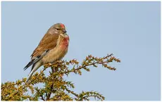 Linotte mélodieuse