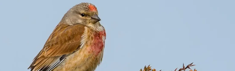 Linotte mélodieuse. Au sommet d'un buisson épineux. Dos brun rougeâtre et bords blancs sur les ailes. Deux taches rouges sur la poitrine et un front rouge.