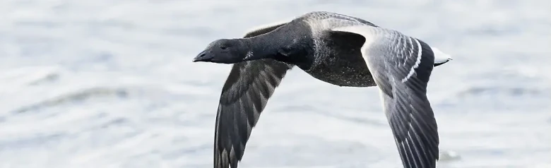 Une bernache cravant vole au-dessus de la surface de l'eau. Ses ailes sont très proches de l'eau.