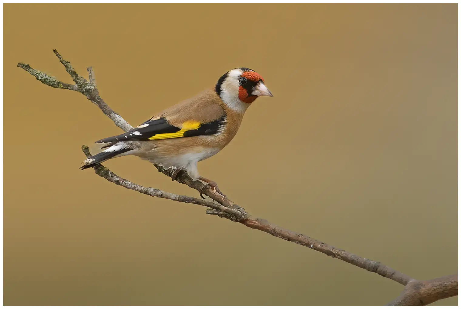 Chardonneret élégant