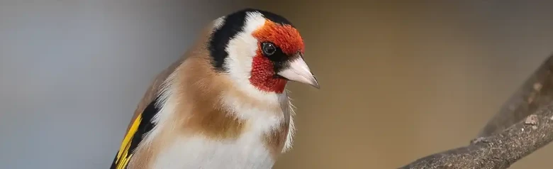 Chardonneret élégant. Assis sur une branche. Visage rouge, blanc et noir. Bandes jaunes sur les ailes noires.