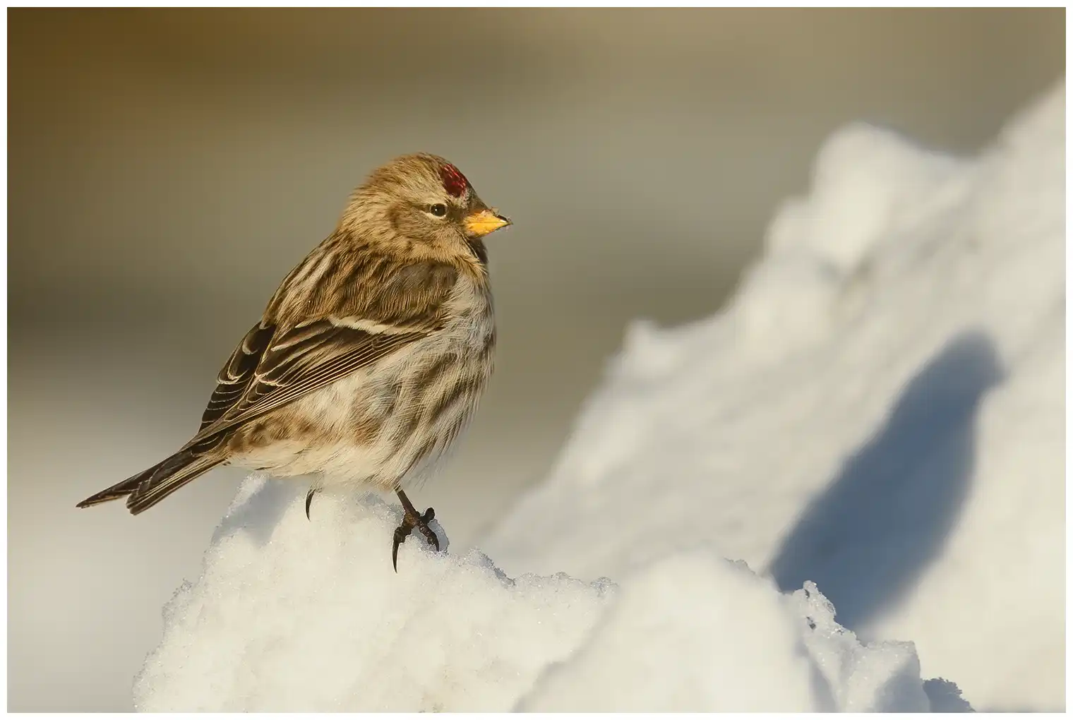 Sizerin flammé