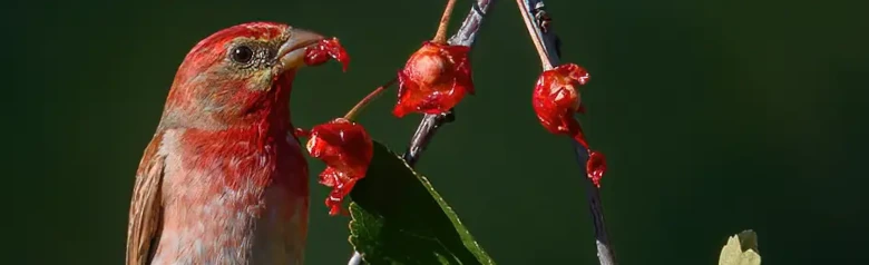 Roselin cramoisi. Mange des baies rouges provenant d'un buisson. Tête, poitrine et haut du croupion rouge carmin. Le bec est fort et compact.