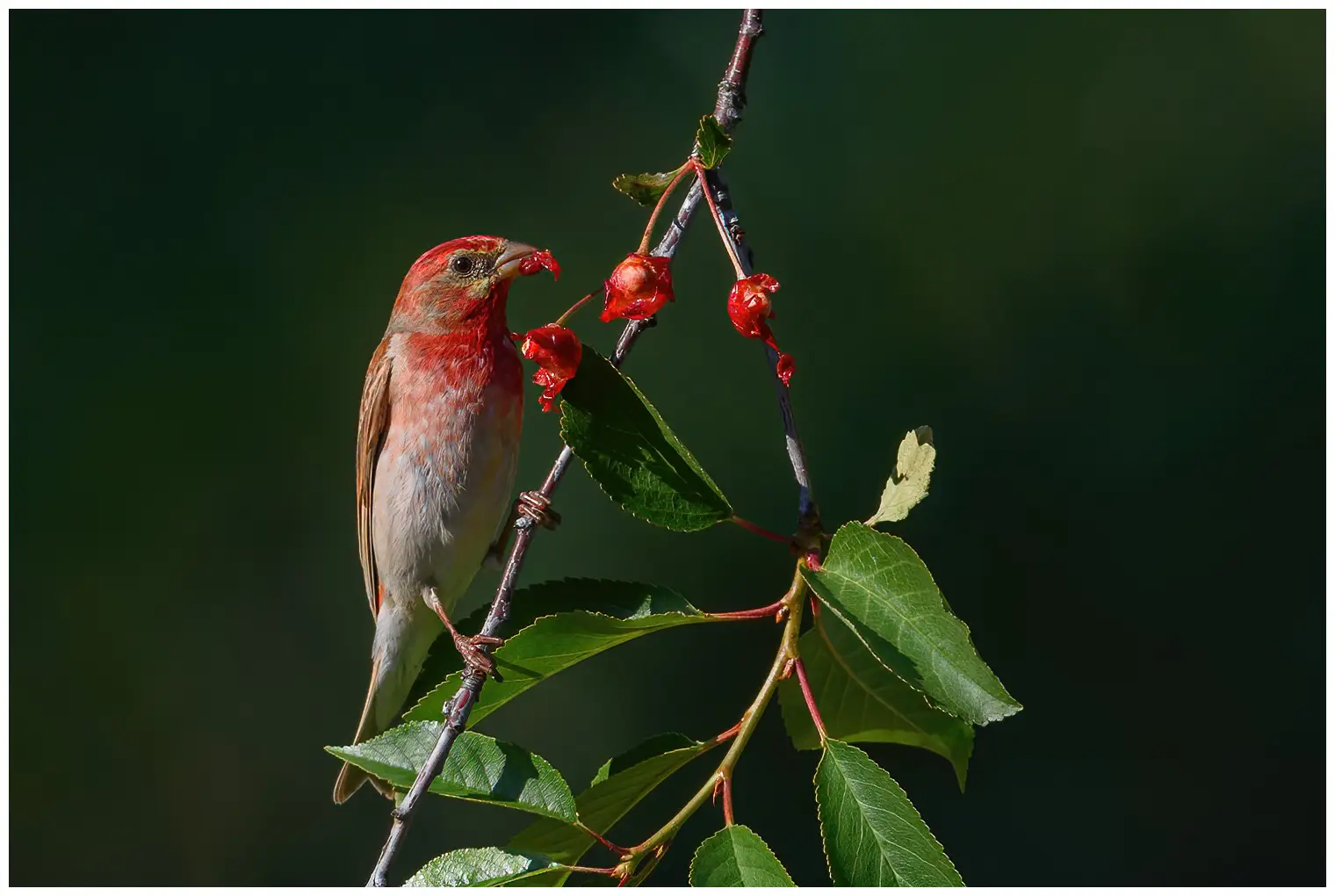 Roselin cramoisi. Mange des baies rouges provenant d'un buisson. Tête, poitrine et haut du croupion rouge carmin. Le bec est fort et compact.