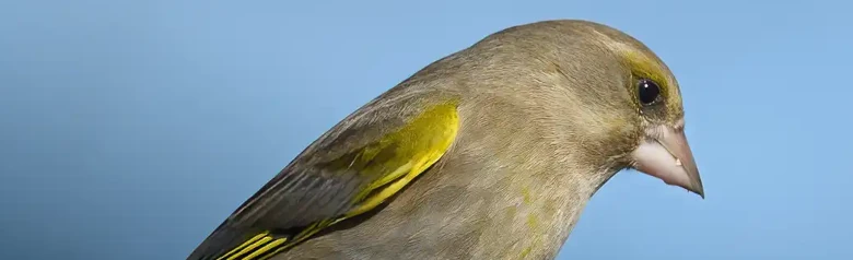 Verdier d'Europe. Perché sur une branche, l'oiseau est un pinson compact, de couleur vert olive, avec un bec fort et une queue plutôt courte.